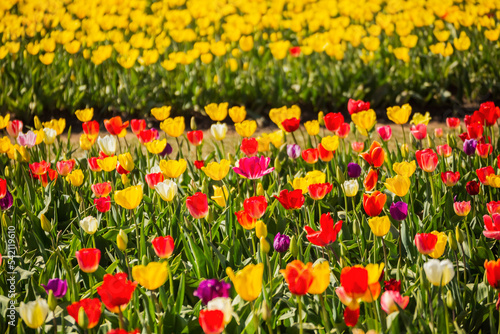 Tulips of many colors bloom at tulip farm