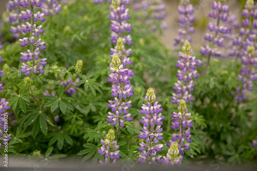 Blue lupine blooming in Spring