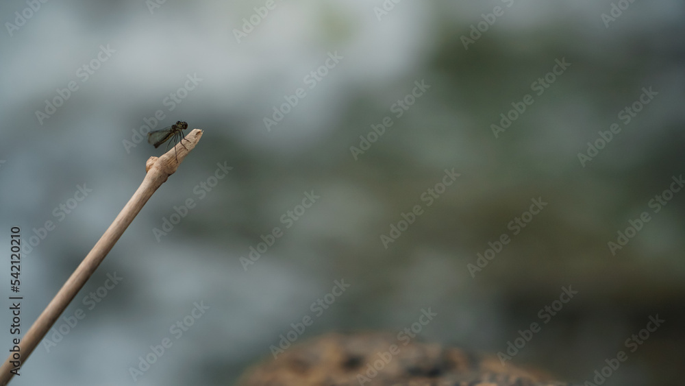 Selected focus of black dragonfly perched on the tree branch with blur river background Selected focus of black dragonfly perched on the tree branch with blur river background