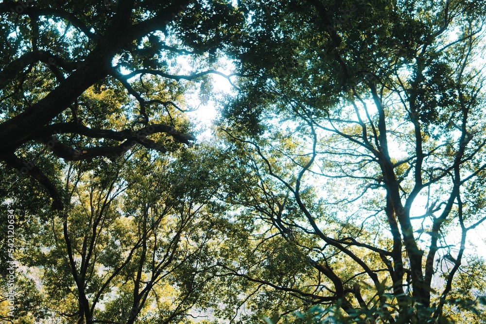 Fototapeta premium 森林