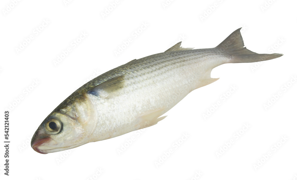 Whole raw grey flathead mullet fish isolated on white background. Whole raw grey flathead mullet fish isolated on white background.
