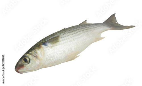 Whole raw grey flathead mullet fish isolated on white background.	