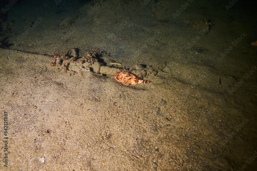 sea ​​fish at night underwater at sea on a desert bottom black sea
