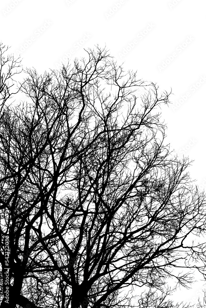 Silhouette dead tree without leaves isolated on white background. Clipping path included Silhouette dead tree without leaves isolated on white background. Clipping path included