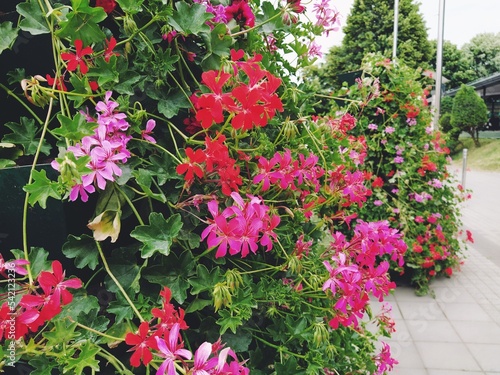 Blooming red and pink ivy geranium pelargonium in the vertical design of landscaping of streets and parks. Beautiful large pelargonium geranium flowers and green leaves. Floriculture and horticulture