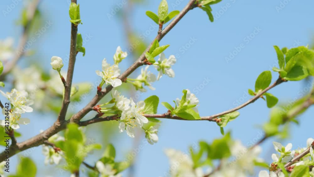 Cherry blossoms in spring concept. White flowers of cherry blossom on cherry tree. Slow motion. Cherry blossoms in spring concept. White flowers of cherry blossom on cherry tree. Slow motion.