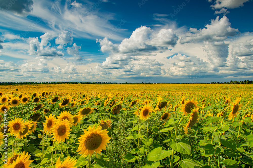 Fototapeta premium A yellow field of sunflower flowers against a blue sky with white clouds. Sunflower flowers. Agricultural field. Farm field. Agricultural business. Beautiful landscape. Cumulus clouds.