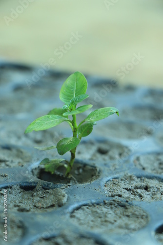 seedlings growing in biodegradable fibre pots waiting to be planted out.