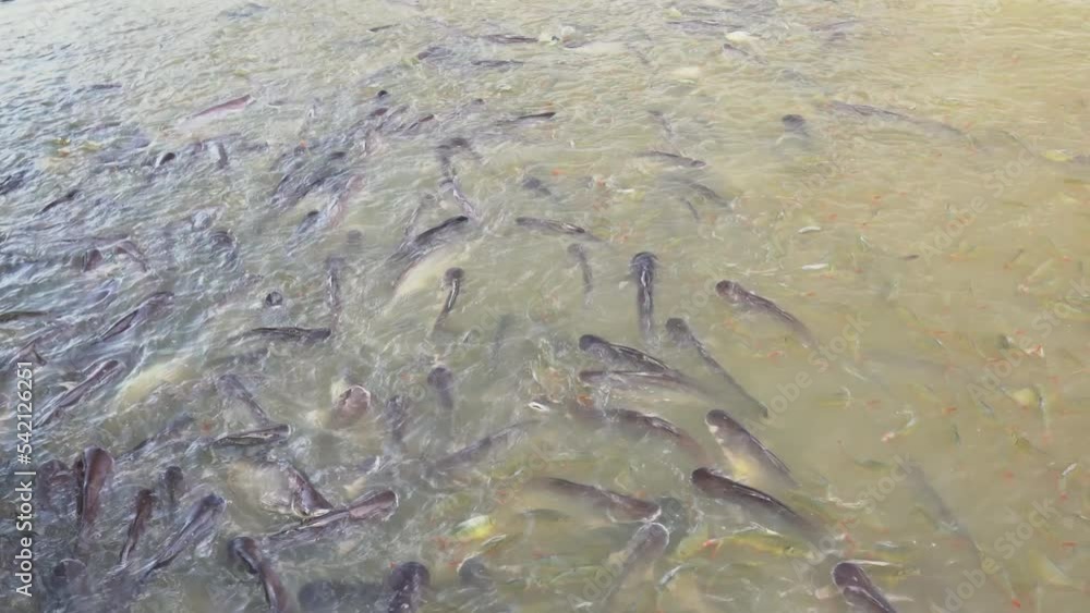 Many fishes that live in the Chao Phraya River. They were waiting to ...