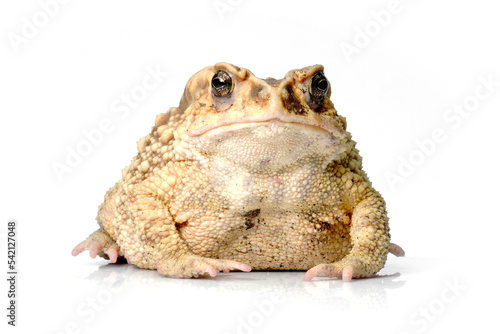 toad isolated on white,Duttaphrynus melanostictus. photo