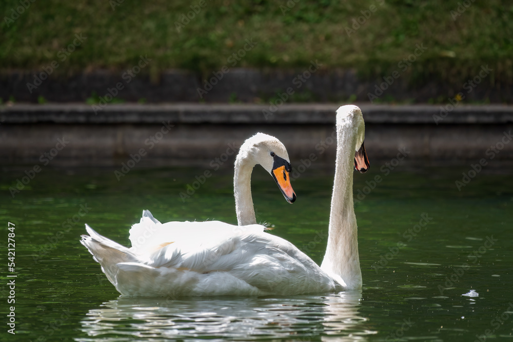 Two graceful white swans swim in the pond in city park. Two graceful white swans swim in the pond in city park.