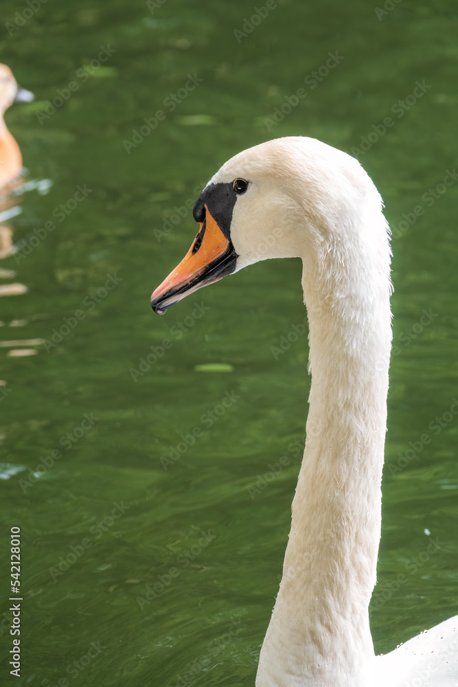 Portrait of a graceful white swan with long neck on dark water background. Portrait of a graceful white swan with long neck on dark water background.