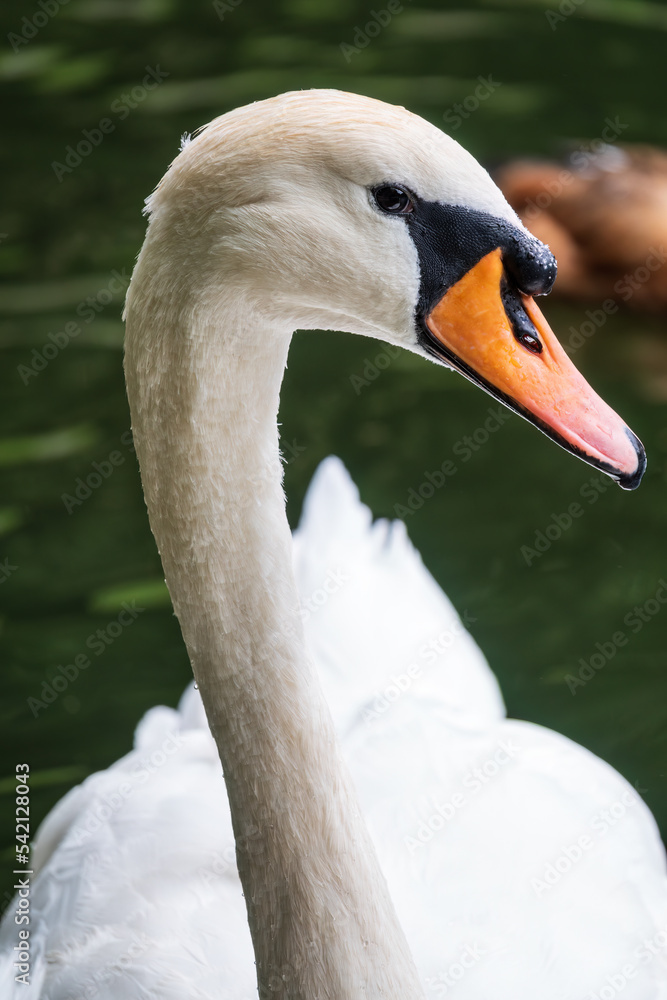 Obraz premium Portrait of a graceful white swan with long neck on dark water background.