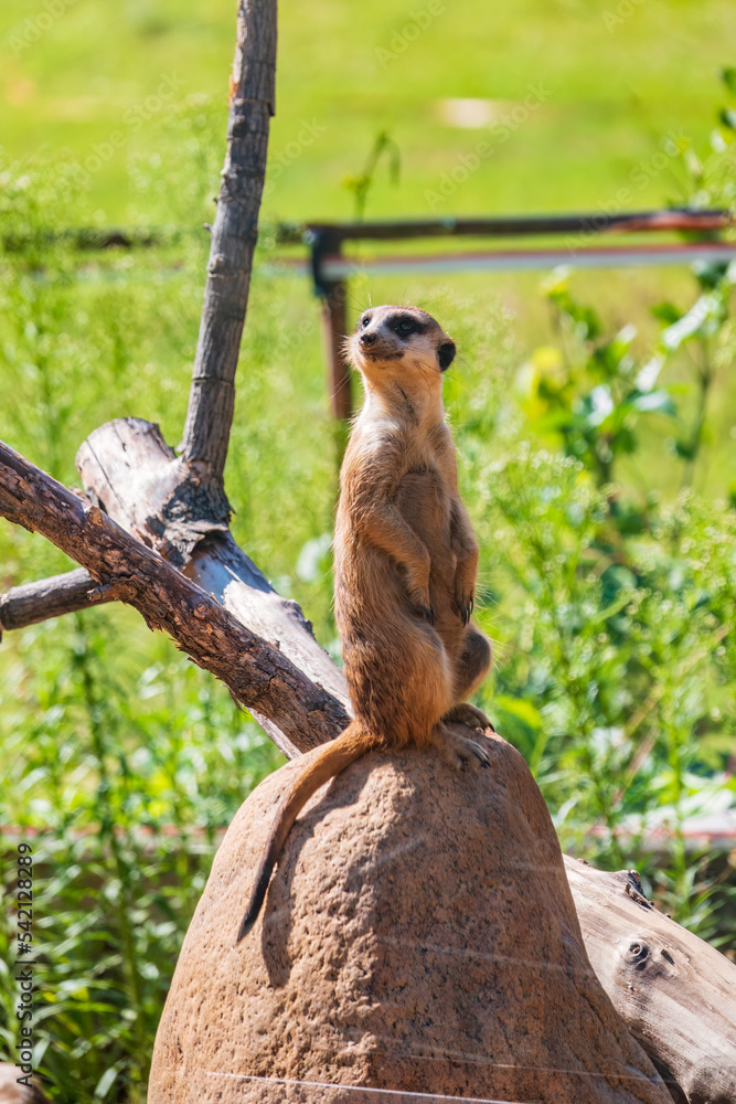 Fototapeta premium Meerkat, Suricata suricatta, on hind legs. Portrait of meerkat standing on hind legs with alert expression. Portrait of a funny meerkat sitting on its hind legs.