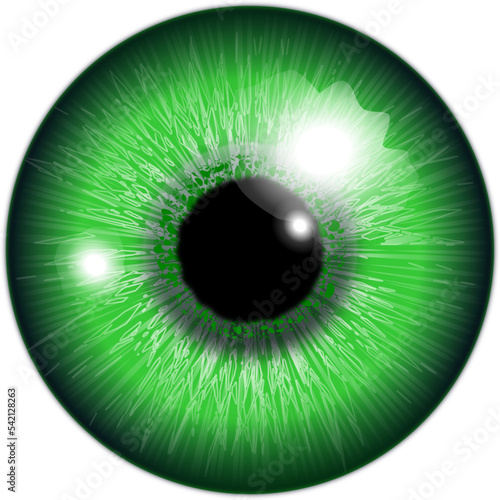 eye of the person green color vector