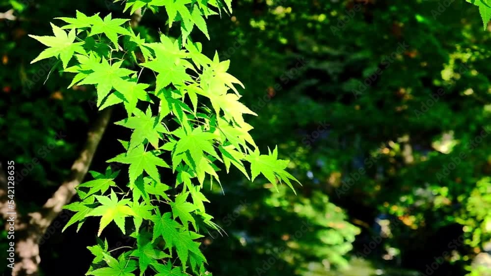 秋の風景, 紅葉, 青空, 白い雲, 動画素材, 自然, 風景, 空, 木, 森, 雲, 美しさ
