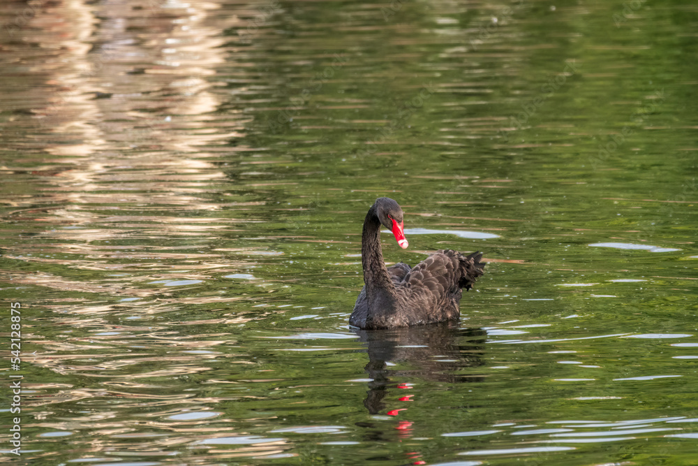 Fototapeta premium A graceful black swan with a red beak is swimming on a lake with dark green water. Cygnus atratus