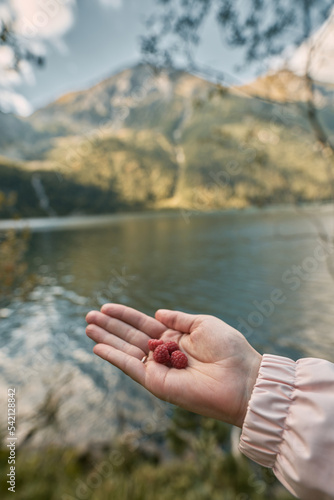 Raspberry in hand. fresh ripe raspberries with beautiful nature background. Concept of wild berries picking outdoors. © AlexGo
