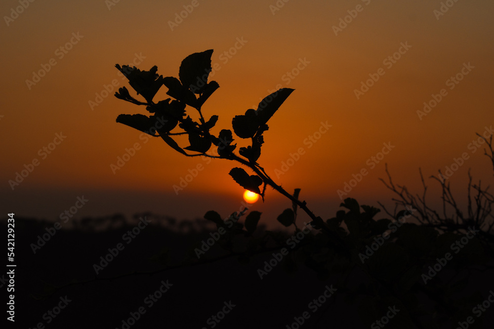 Silhouette grass plant and sunset photo of round sun
