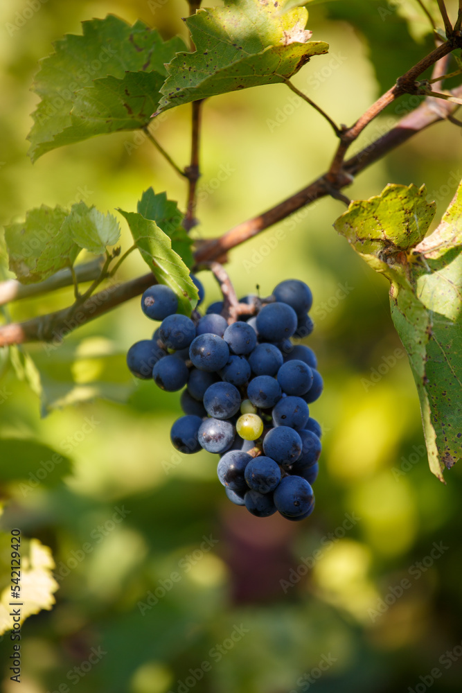 Grapes ready-to-pick in Autmn