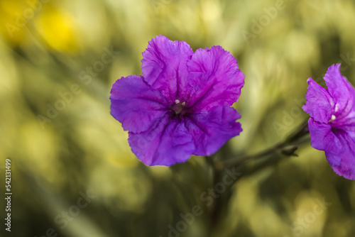 Mexican Petunia . Frontal view . Close up