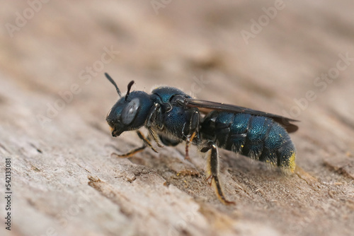 Closeup shot of a colorfuln metallic blue small resin bee, Ceratina chalcites