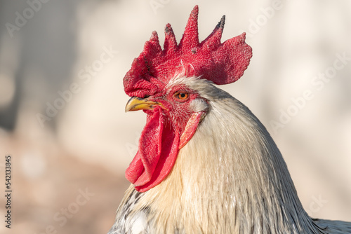 Portrait of a farmyard rooster on a country farm.