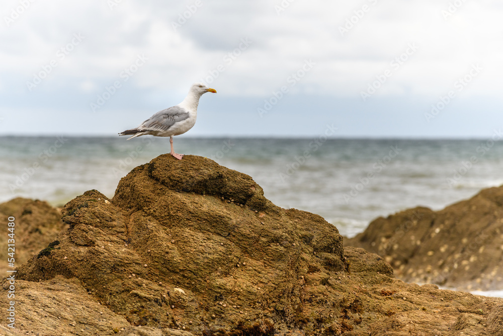 Gull on a rock by the Atlantic Ocean. Gull on a rock by the Atlantic Ocean.