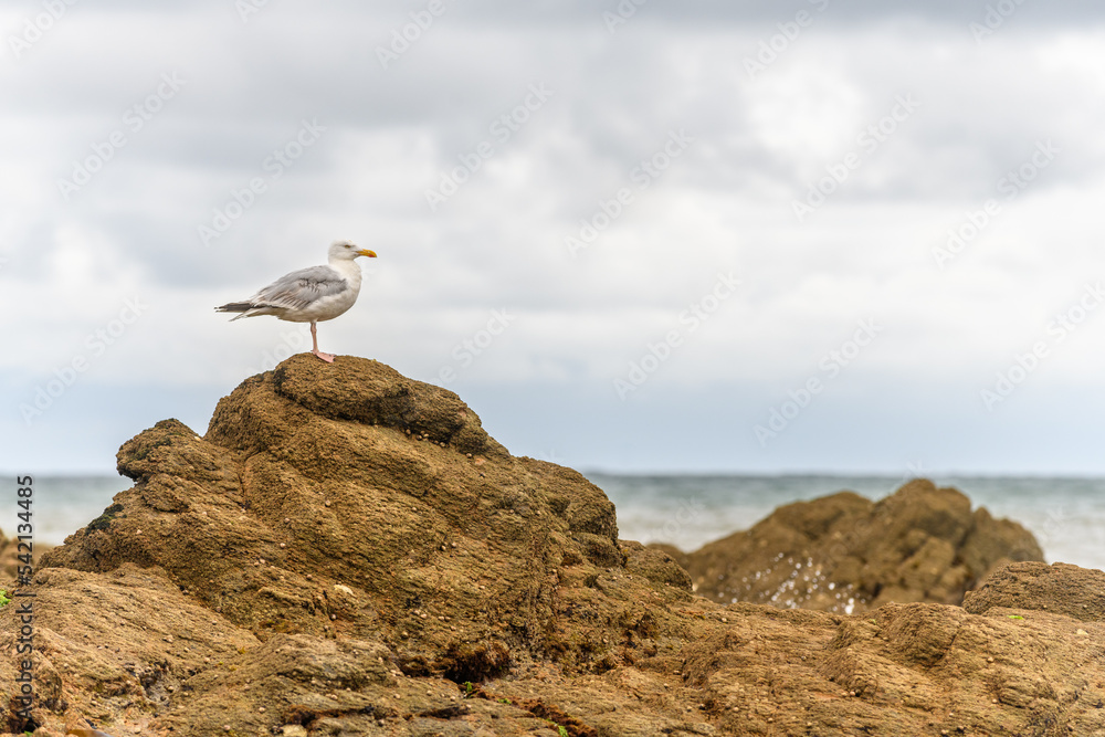 Gull on a rock by the Atlantic Ocean. Gull on a rock by the Atlantic Ocean.