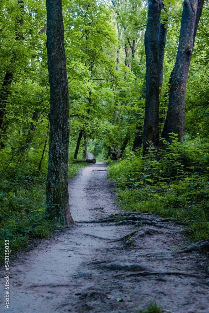 Obraz premium Pathway at a beautiful green park with tall trees
