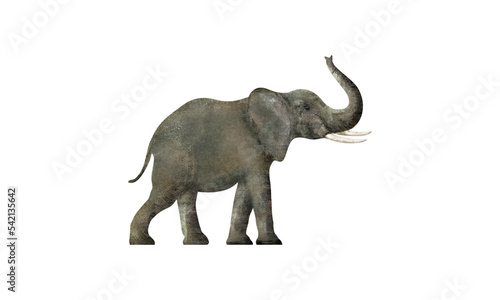 green elephant illustration