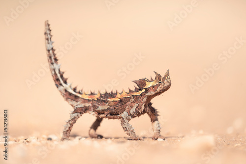 Wild thorny devil (Moloch horridus) isolated on a sand substrate with blurred background  photo