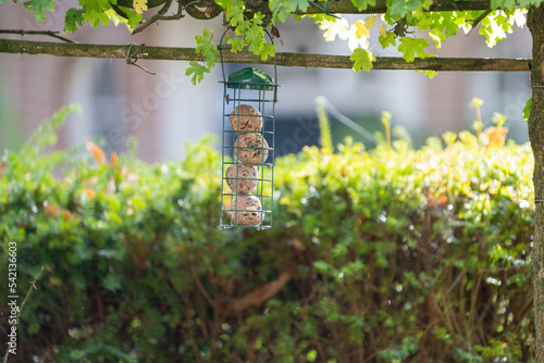 gardenbirds suet ball feeder. Food for garden birds photo