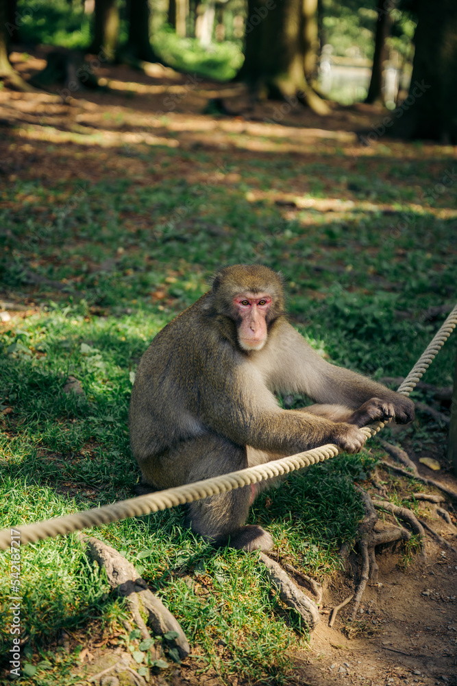 Fototapeta premium Makak