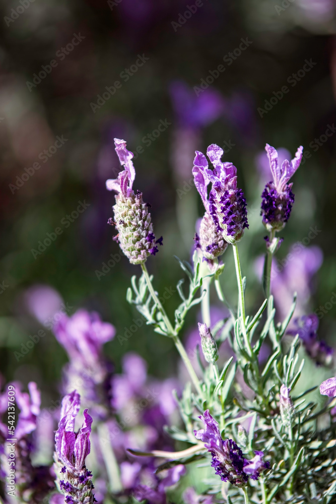 Obraz premium Purple lavender blooms background