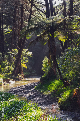 Sun streams onto ponga next to river
