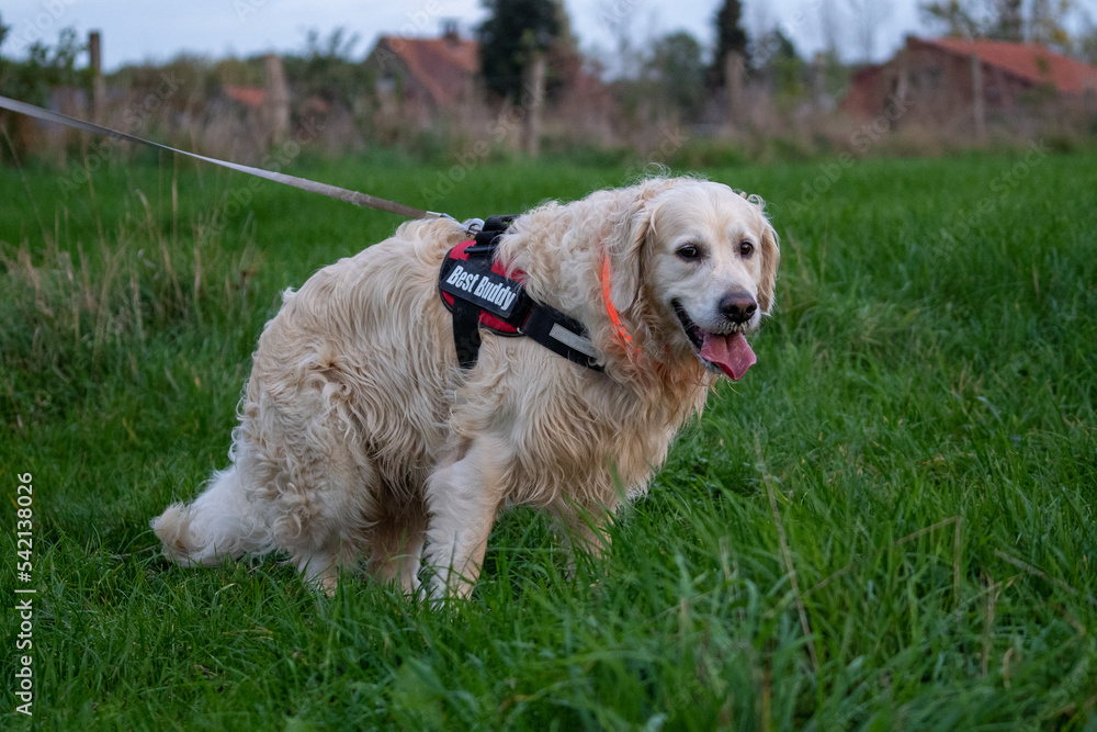 golden retriever portrait at night with a led light. visability for a dog. happy dog walk golden retriever portrait at night with a led light. visability for a dog. happy dog walk