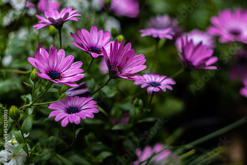 Pink flower reaches its petals skyward amongst a bunch