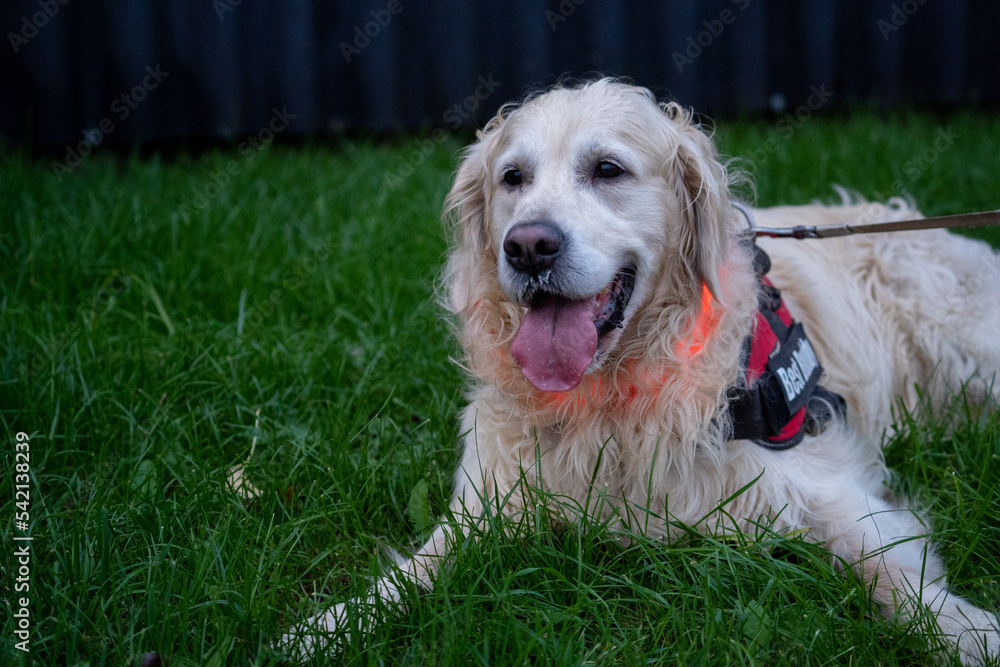 golden retriever portrait at night with a led light. visability for a dog. happy dog walk golden retriever portrait at night with a led light. visability for a dog. happy dog walk