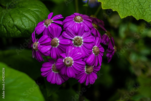A bunch of pink petaled flowers pop from the greenery centre left