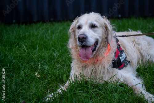 golden retriever portrait at night with a led light. visability for a dog. happy dog walk photo