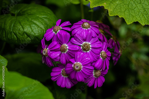 A bunch of pink petaled flowers pop from the greenery centre