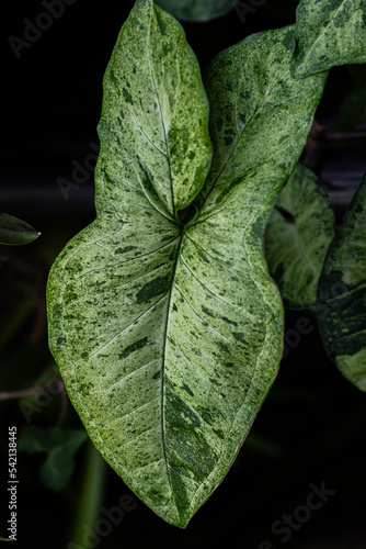 Close up variegated arrowhead sygonium leaf in the dark shadow