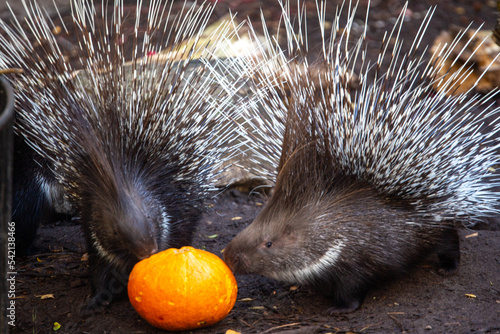  porcupine  with halloween pumpkin