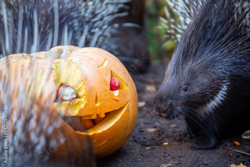  porcupine  with halloween pumpkin