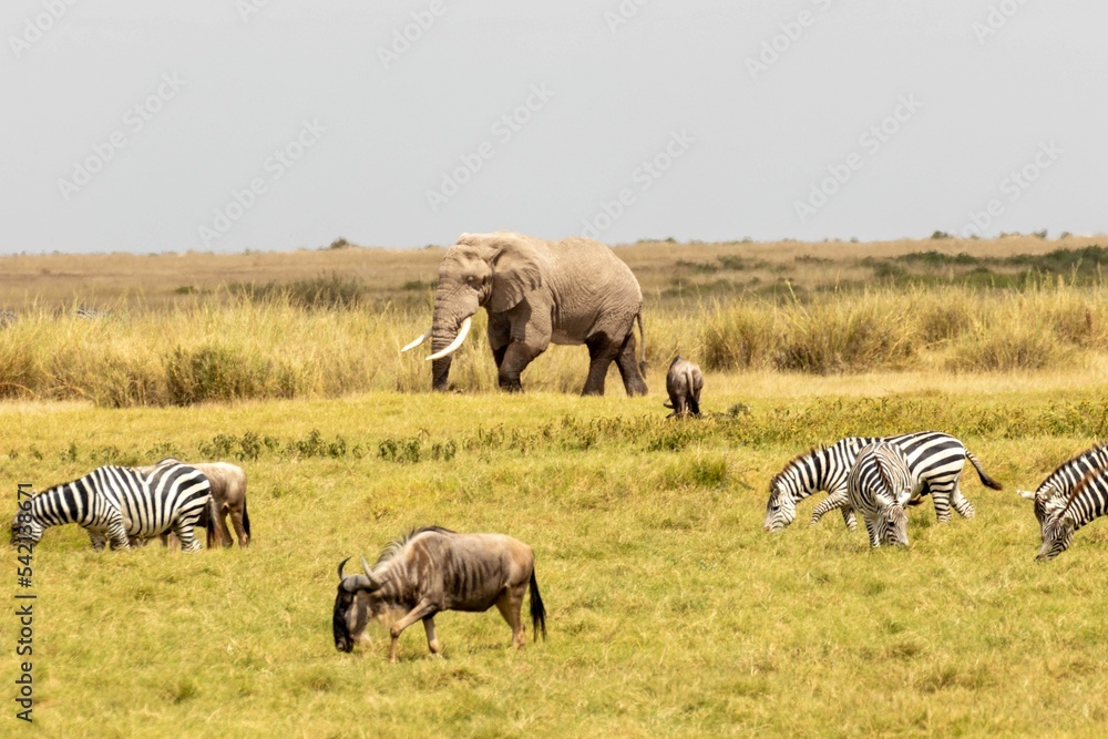 Elephant, antelope, and group of zebras in Maasai Mara National Reserve, Kenya Elephant, antelope, and group of zebras in Maasai Mara National Reserve, Kenya