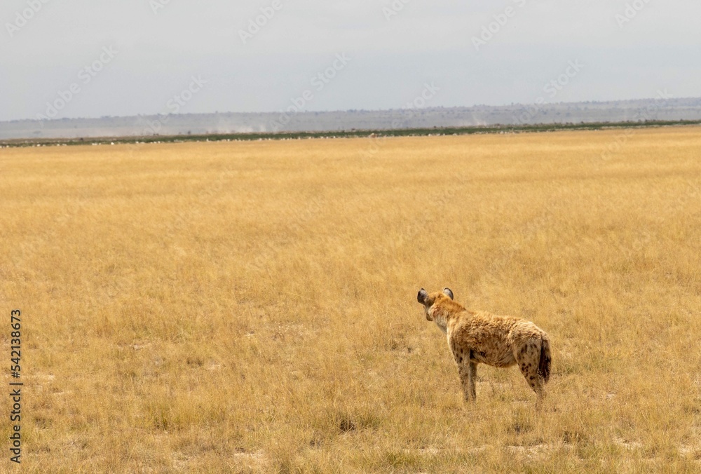 Lonely spotted hyena resting outdoors in Maasai Mara National Reserve, Kenya