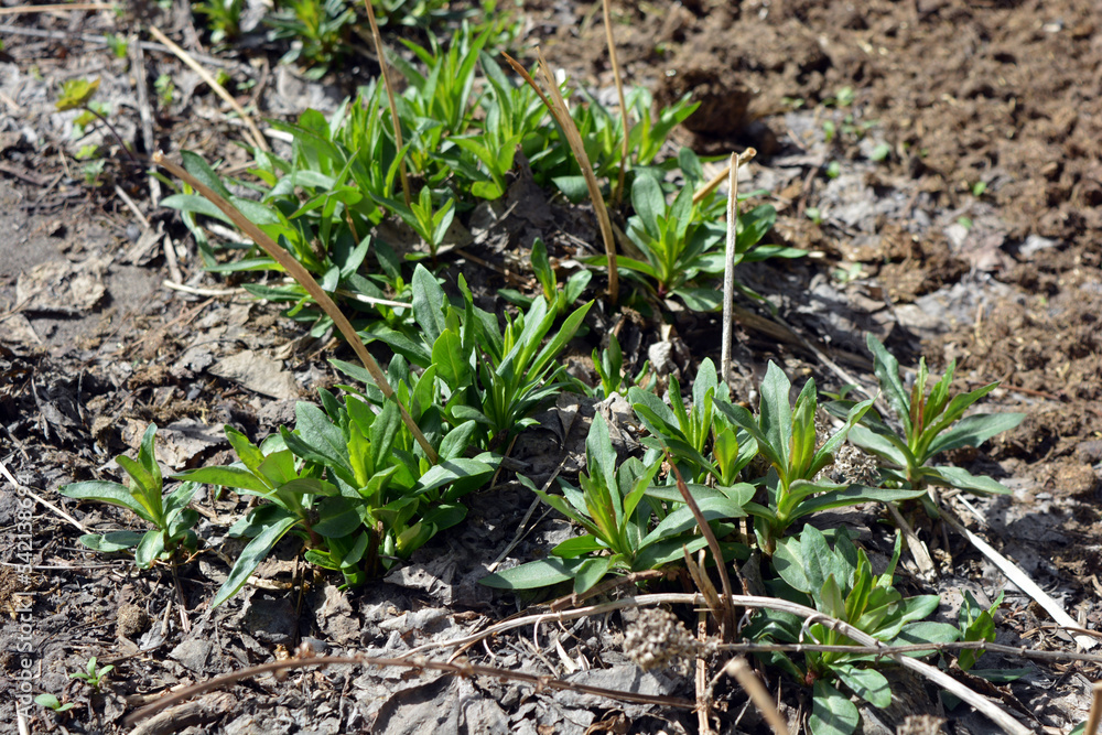 Spring pleasant and cute flowers, small phlox bushes with green leaves growing under the sun Spring pleasant and cute flowers, small phlox bushes with green leaves growing under the sun