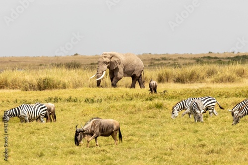 Fototapeta Naklejka Na Ścianę i Meble -  Elephant, antelope, and group of zebras in Maasai Mara National Reserve, Kenya