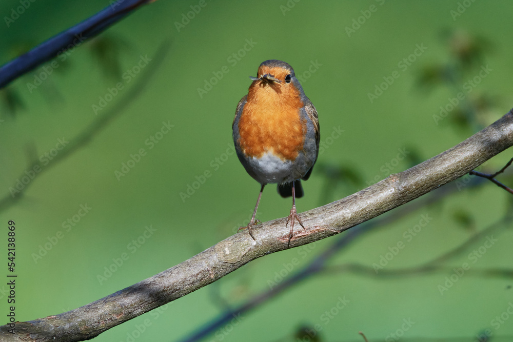 Rotkehlchen (Erithacus rubecula) Rotkehlchen (Erithacus rubecula)